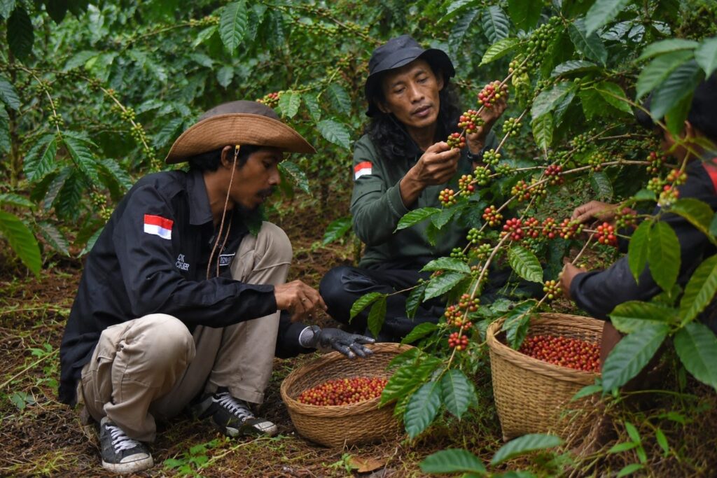 Petani KTH Wonosoborejo memetik buah kopi merah di kebun lereng Gunung Arjuno